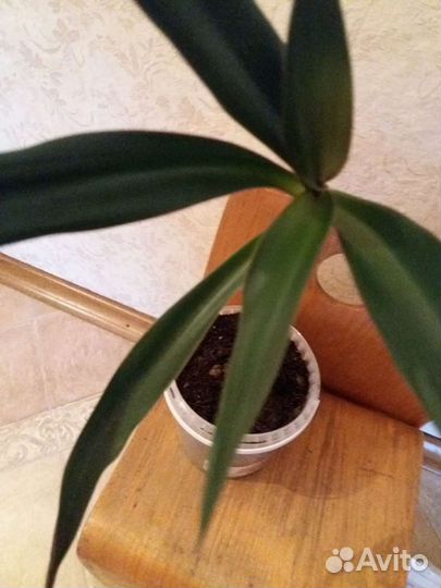 Дендробиум