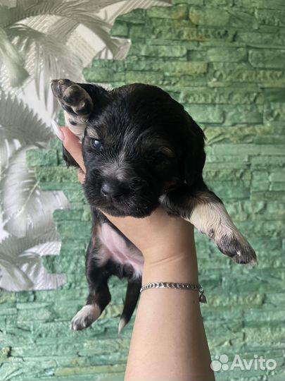 Собака в добрые руки отдам бесплатно