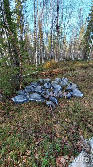 Продам чучела