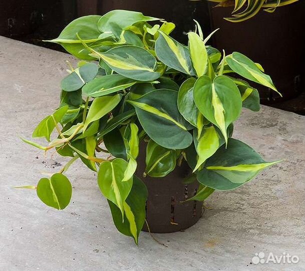 Большой выбор интересных растений