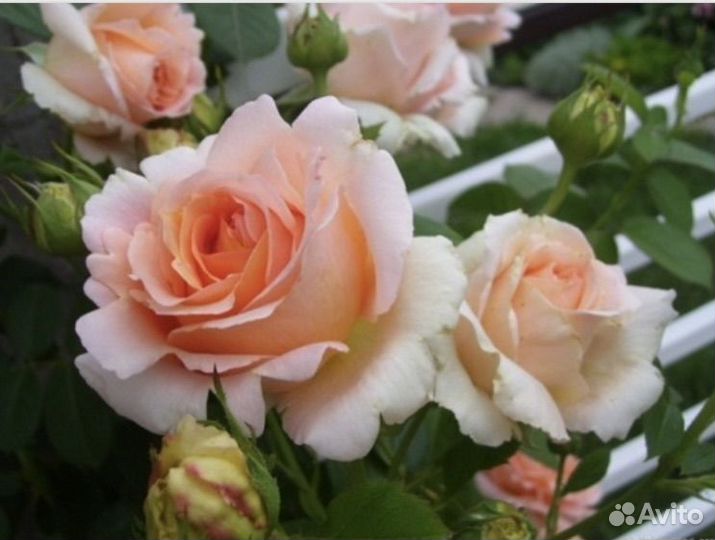 Розы плетистые саженцы
