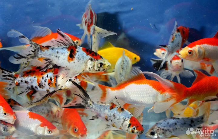 Корма и препараты для декоративных водоёмов