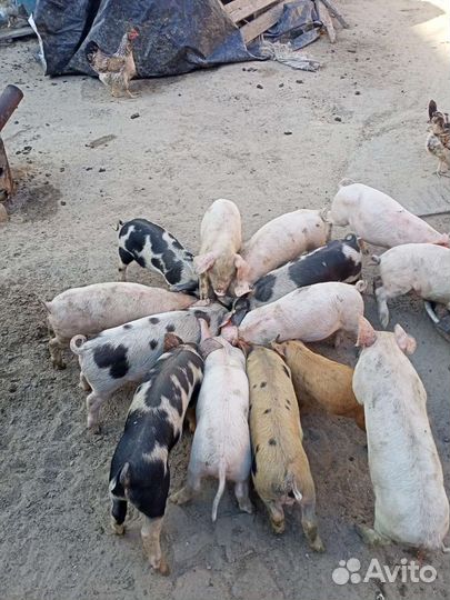 Поросята