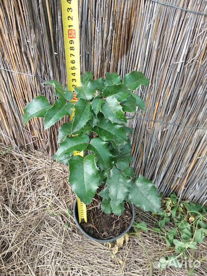 Магония падуболистная