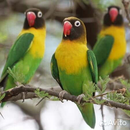 Неразлучник Масковый зеленый