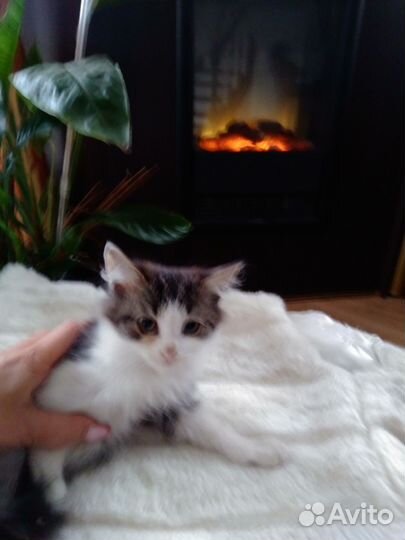 Котята пушистики