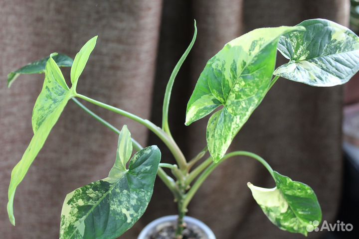 Сингониумы сортовые