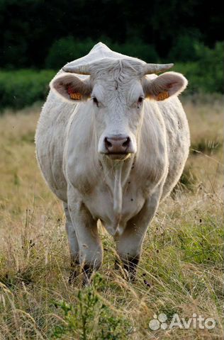 Забой скота