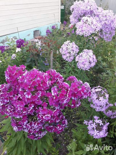 Флоксы разные