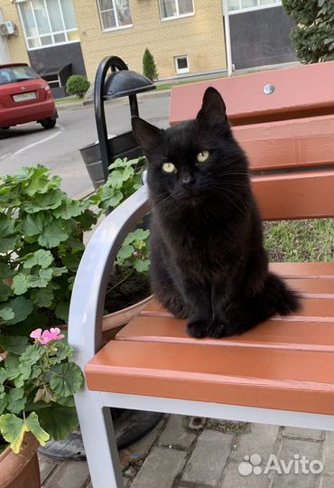 Кот в добрые руки