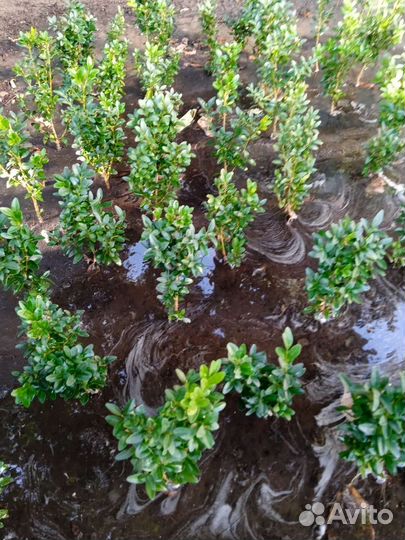 Саженцы самшита