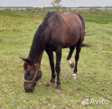 Кобыла 95 торг