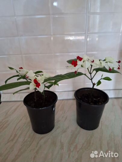 Клеродендрум черенки