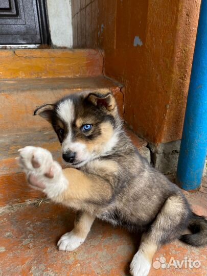 Щенки помесь хаски и лайки