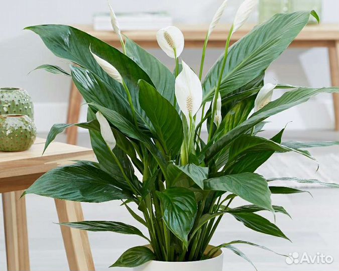 Спатифиллум