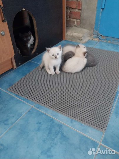 Кошки в добрые руки
