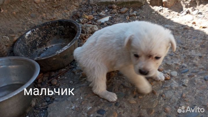 Щенки маленькой дворняжки