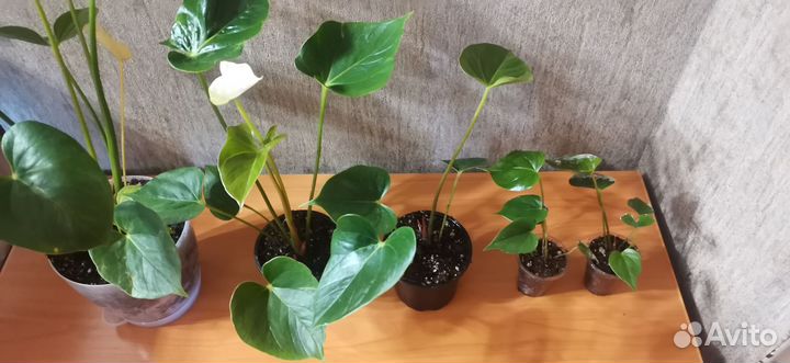 Антуриум Success White, Эдиссон, Кавалли