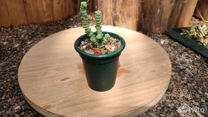 Кактусы и суккуленты 2