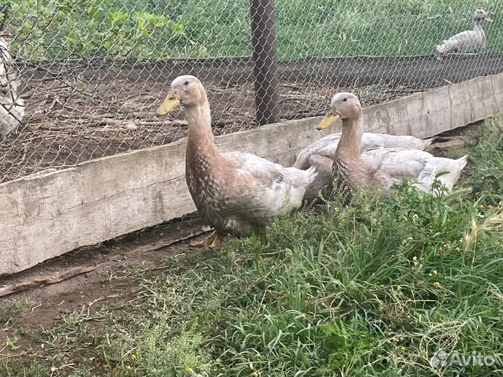 Руанские утки-утята