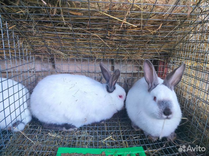 Калифорнийские кролики