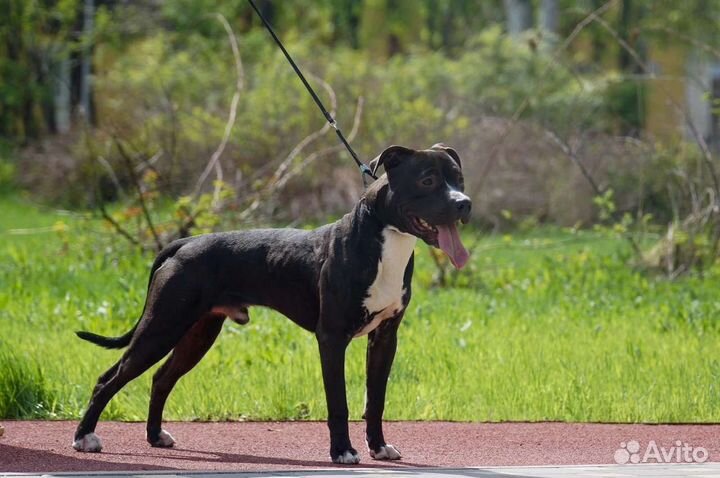 Питбультерьер