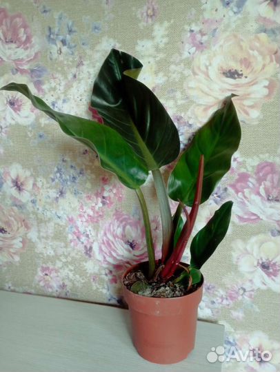 Филодендрон imperial ред