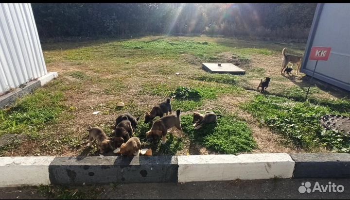 Щенки