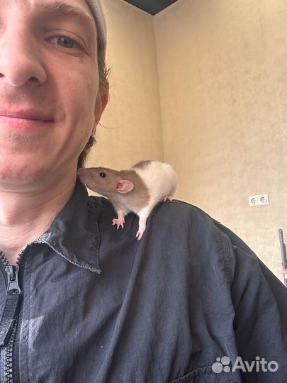 Декоративная крыса