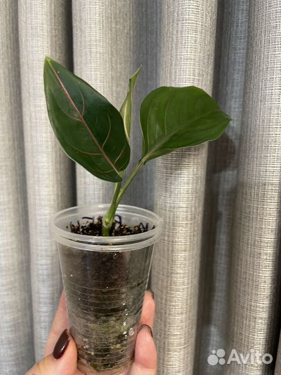 Аглаонема Сиам Руби