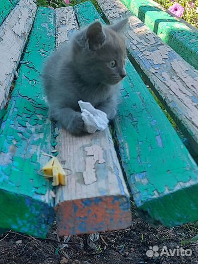 Отдам в добрые руки милейших котят