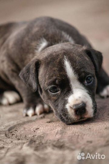 Щенки амстаффа