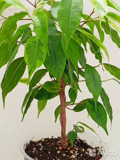 Фикус Бенджамина Регидан