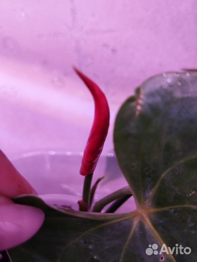 Антуриум красный