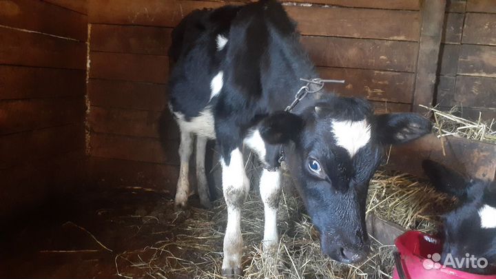 Коровы,телята