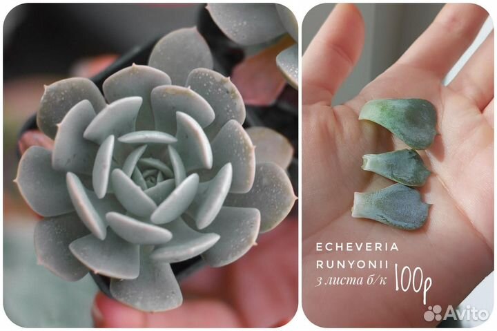 Суккуленты разные от