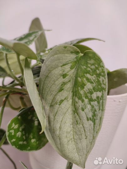 Сингониумы, сциндапсусы