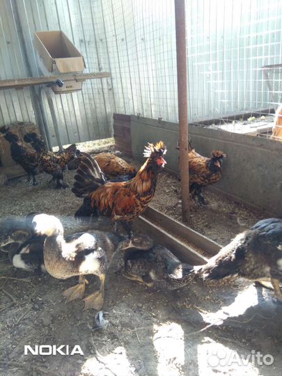 Карликовые курочки