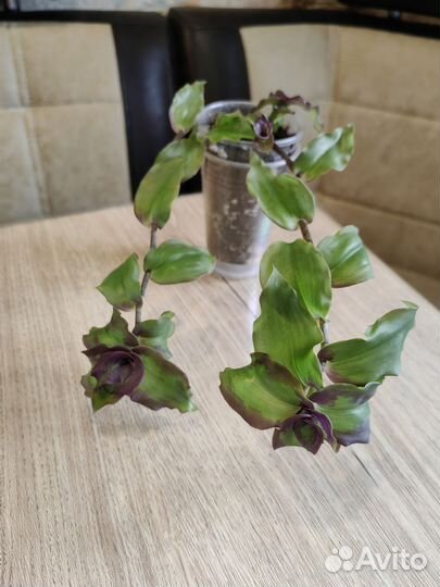 Комнатные цветы Разные Обновлен 13/10