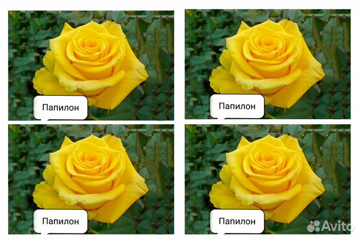 Розы и деревья
