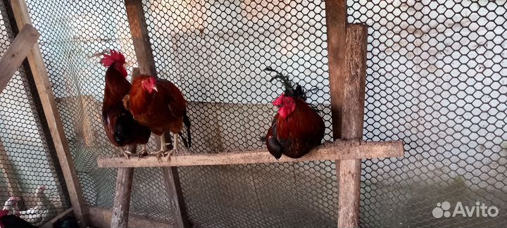 Продаются петухи