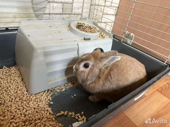 Кролик декоративный