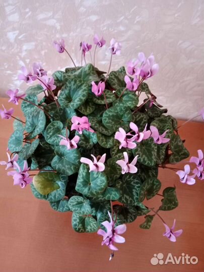 Альпийская фиалка (цикламен)