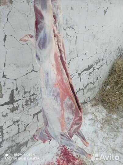 Мясо баранина