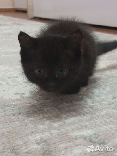 Кошка в дар бесплатно