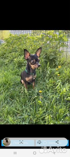 Мини той-терьер щенки продажа