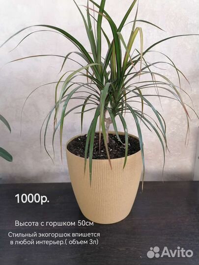 Драцена маргината