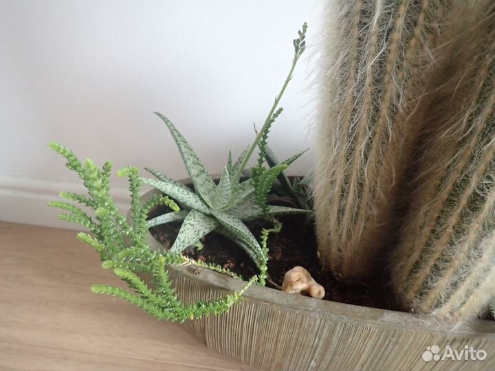 Кактус эспостоа большой 16 лет, композиция