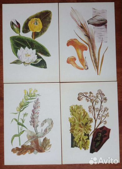 Набор открыток юному ботанику