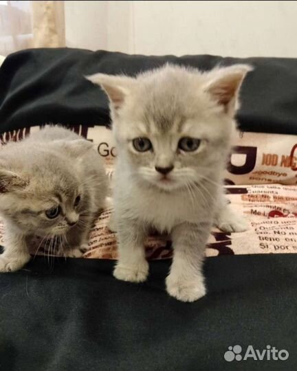 Британские котята